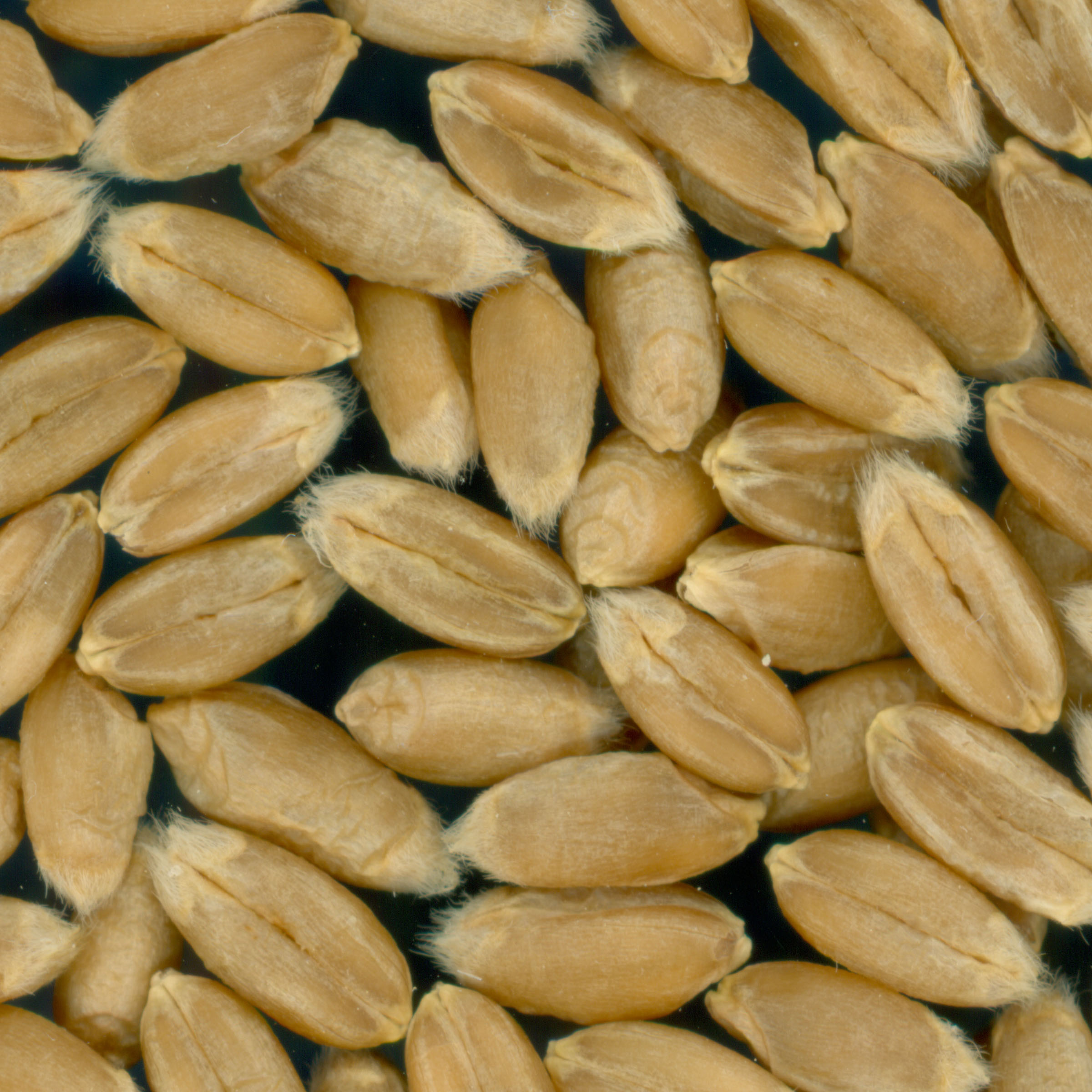 KERNELS